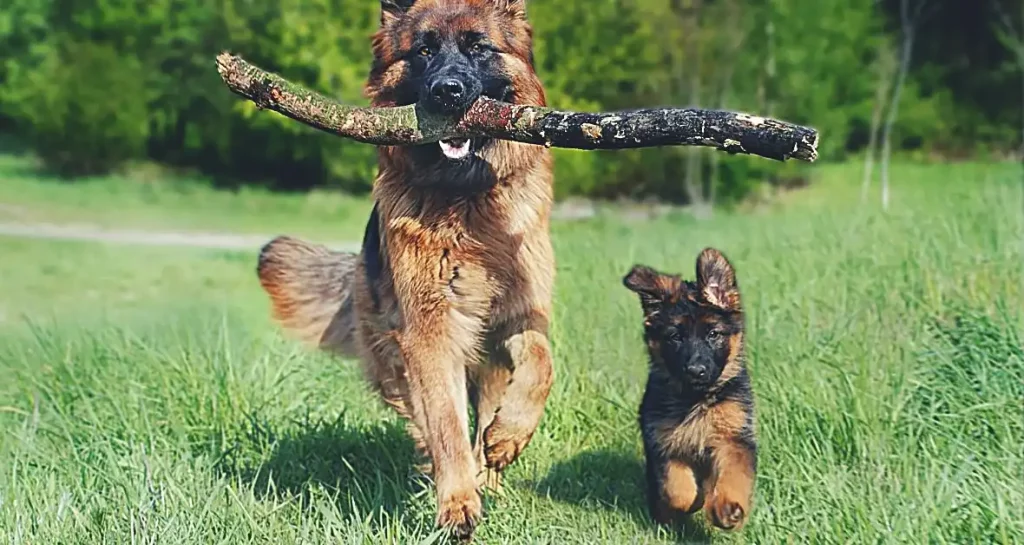 dog running with her puppy in field