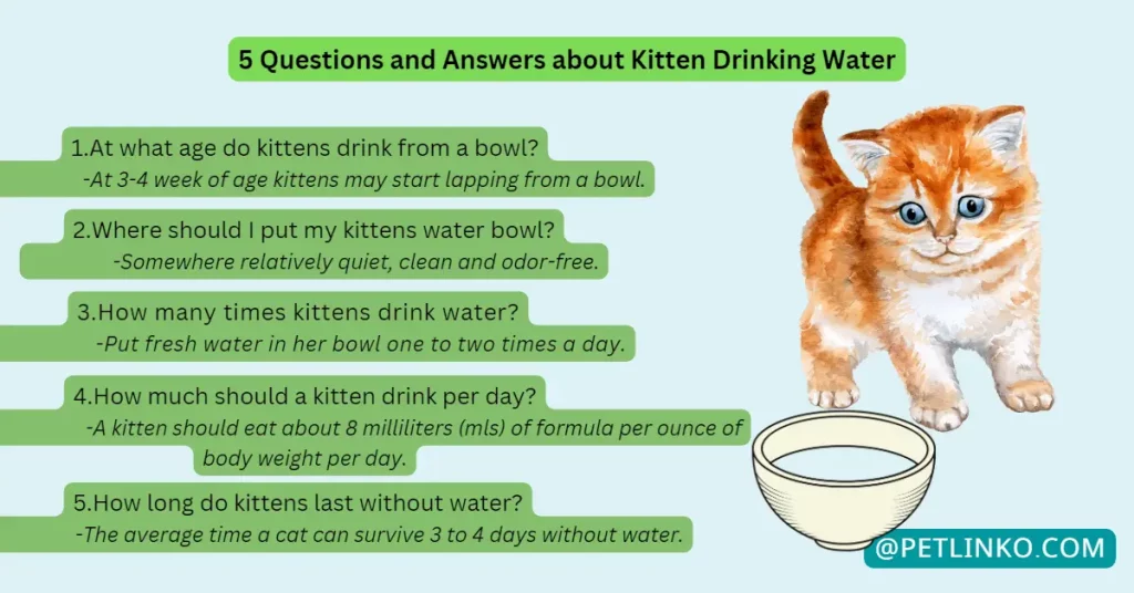 how to make kitten drink water Q&A