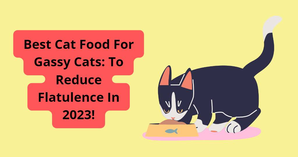 Best Cat Food For Gassy Cats: To Reduce Flatulence In 2023!