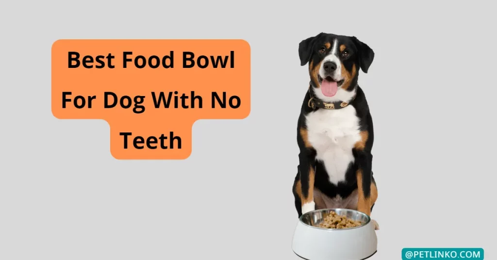 best food bowl for dog with no teeth