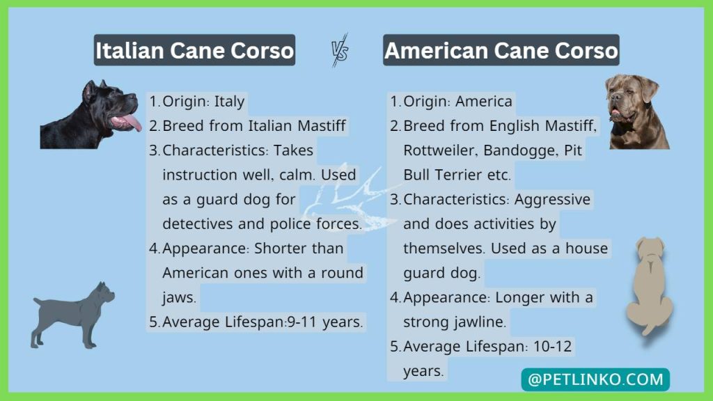 differences between two corsos