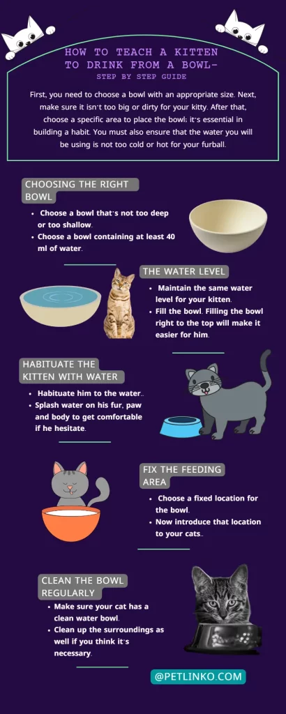 how to teach a kitten to drink from a bowl steps