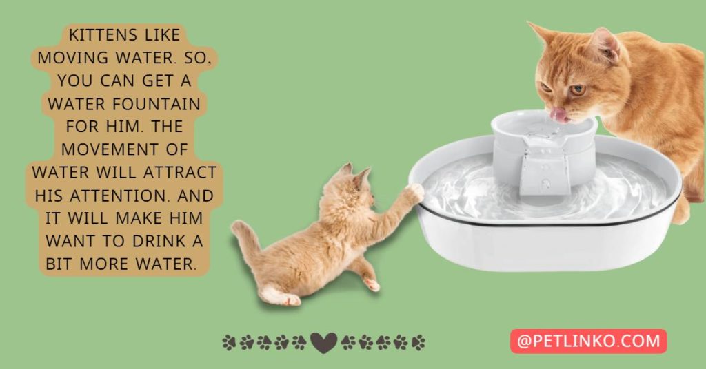 How To Teach A Kitten To Drink From A Bowl?-Effective Steps!