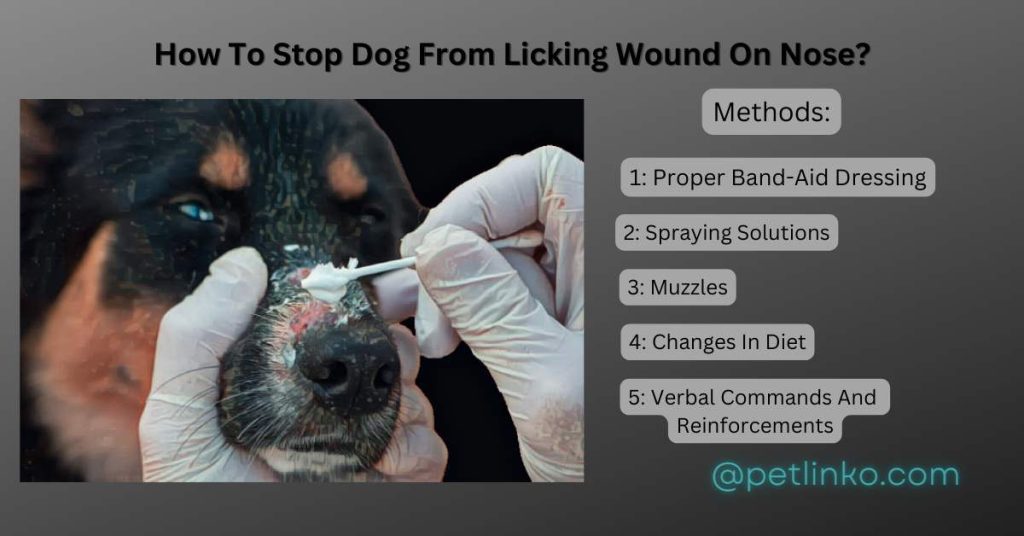 5 Proven ways for dog to stop licking wound nose