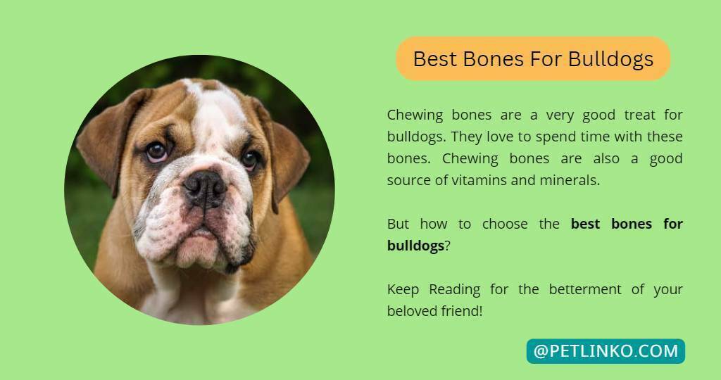7 Best bones for Bulldogs