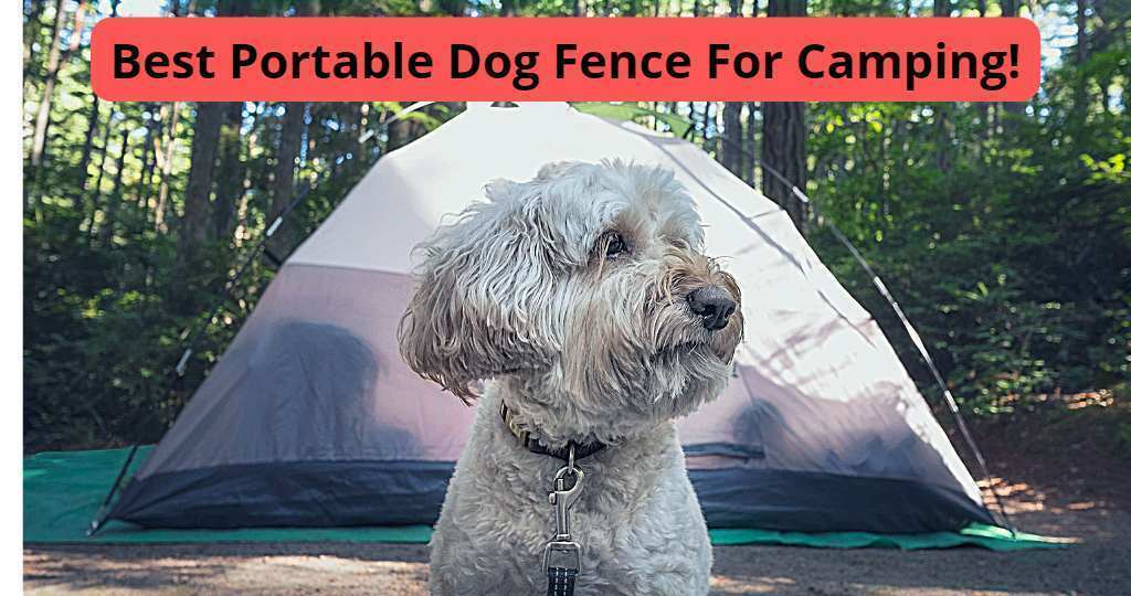 Best Portable Dog Fence For Camping