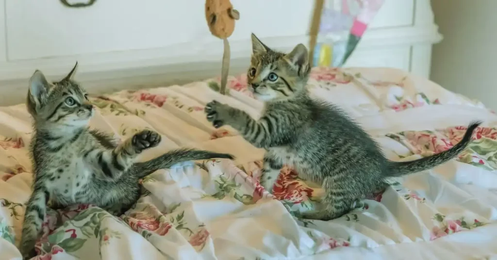 kittens playing on bed