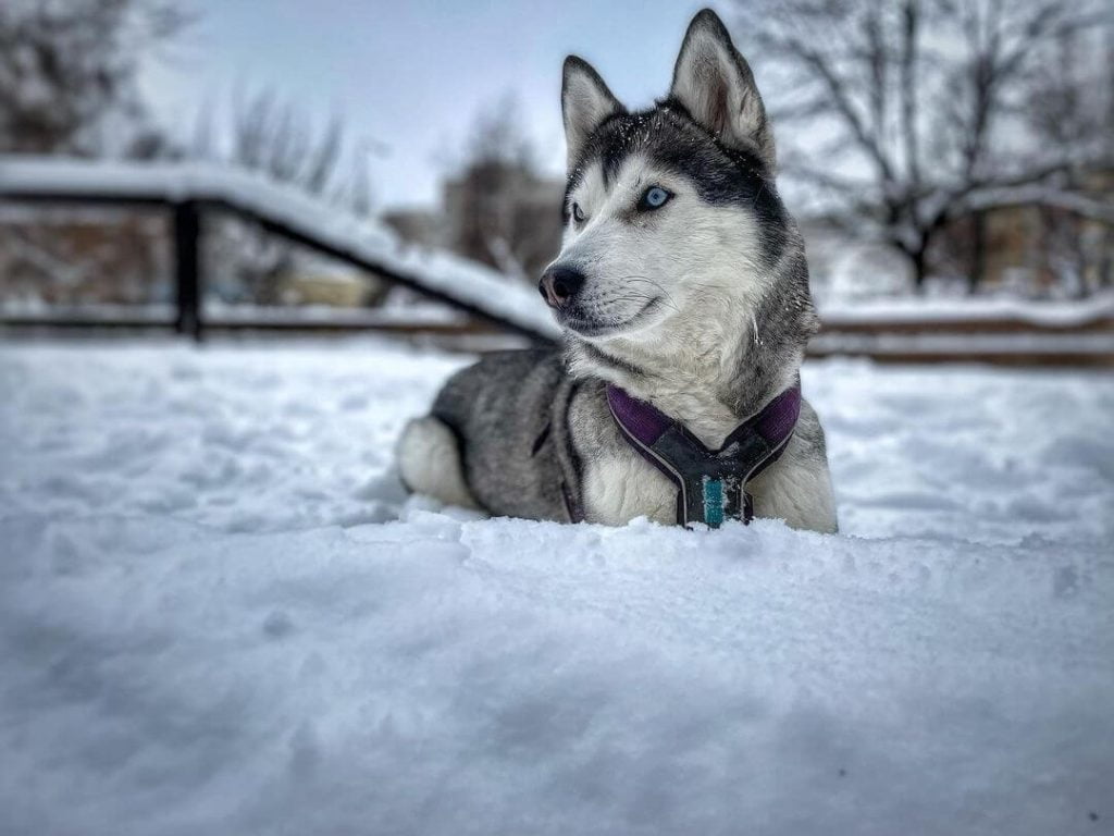 why are Siberian Huskies on breed restriction lists