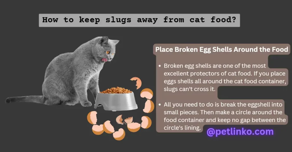 An Effective Way to Keep Slugs Away From Cat Food