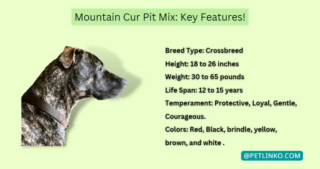 mountain cur pit mixed