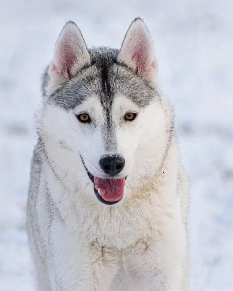 A Siberian husky