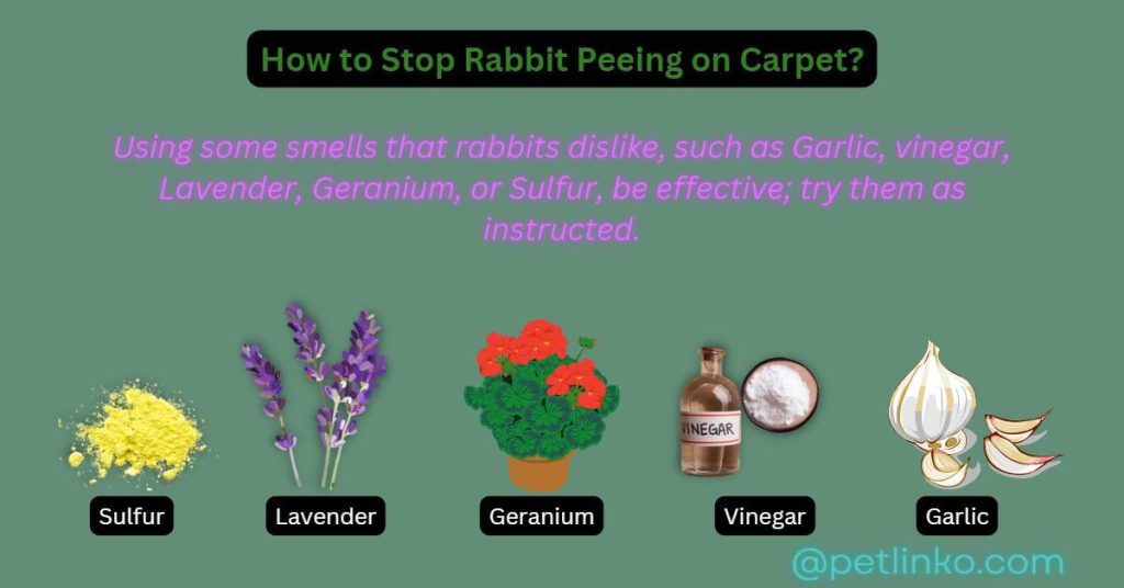 how to stop rabbit peeing on carpet
