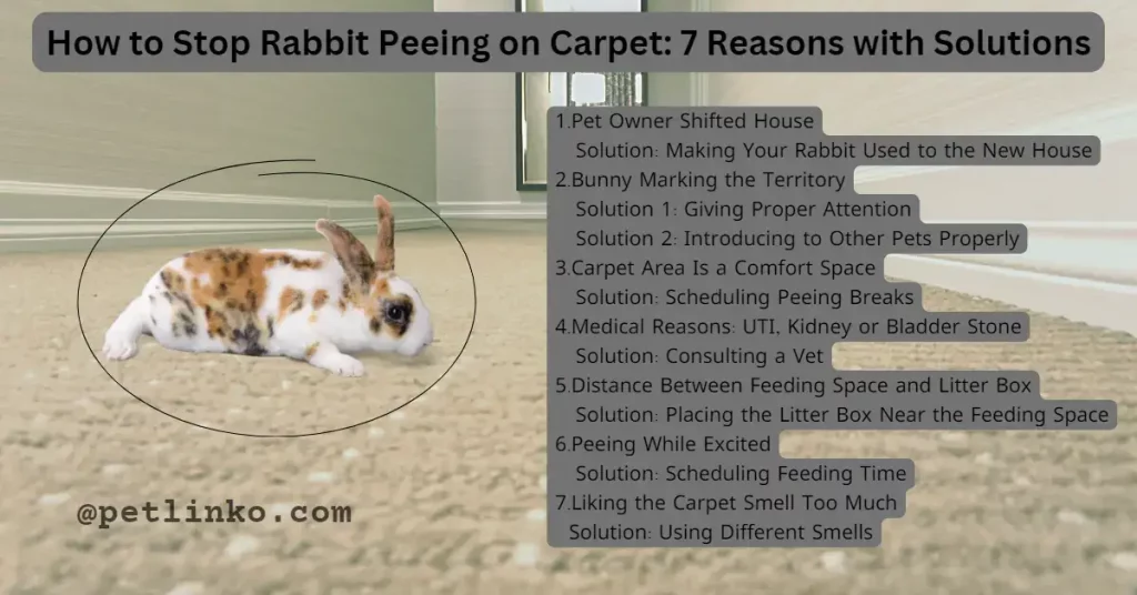 7 reasons with solutions rabbit peeing on carpet
