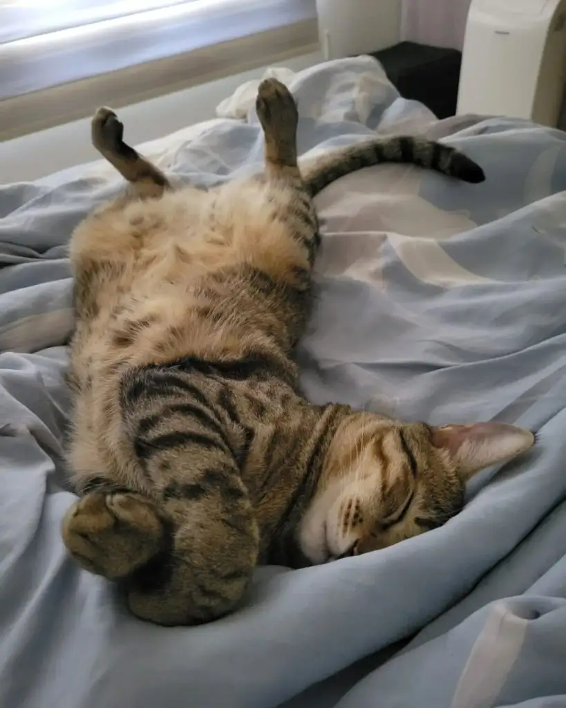 sleeping cat thumps back legs