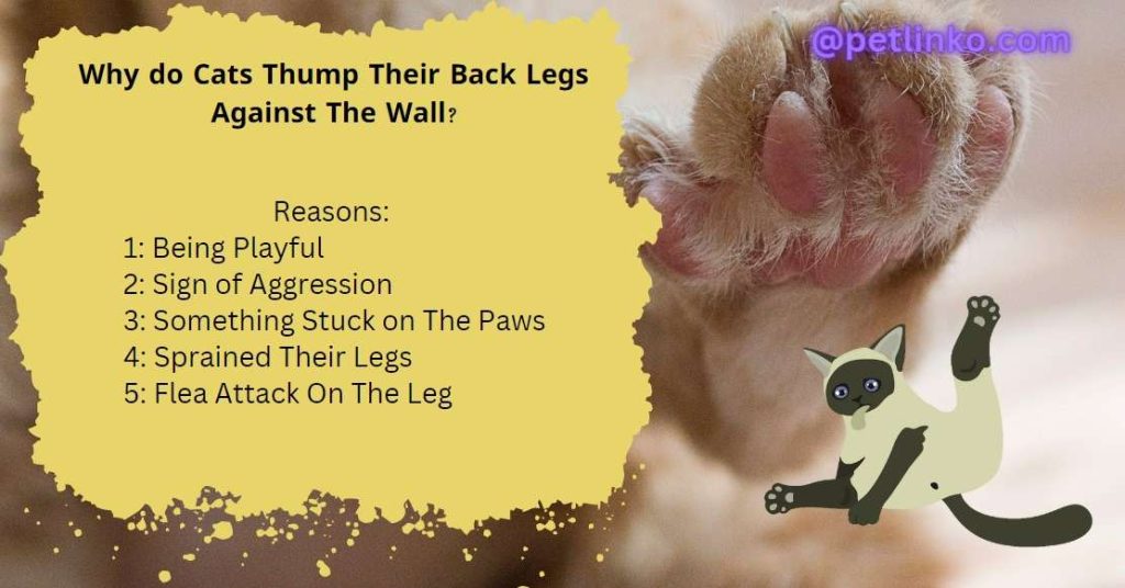 why cats thump back legs: 5 reasons