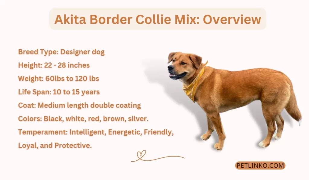 akita border collie mix overview