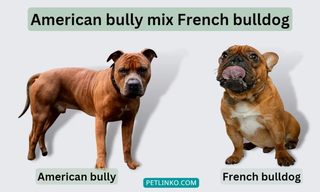 bully mix french bulldog