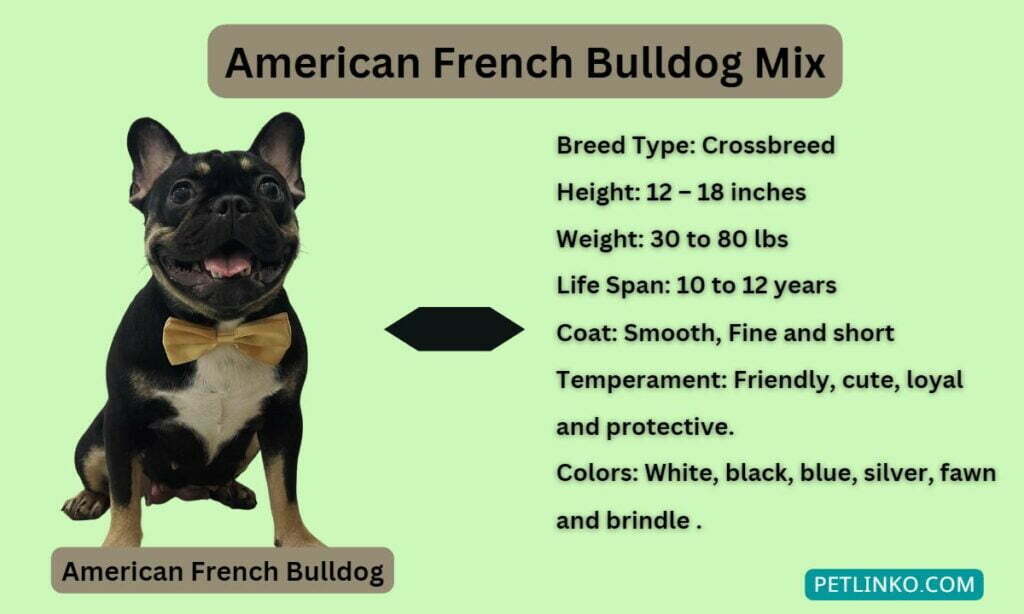 American Bully Mix French Bulldog: Info, Pics, Facts, Care