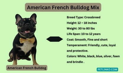 American bully mixed with French bulldog
