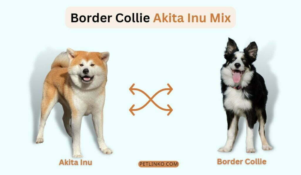 border collie mix with akita 