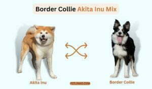 collie akita mix