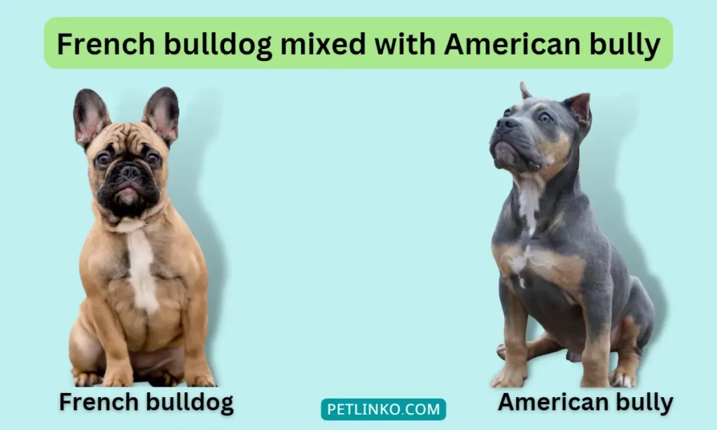 American bully vs french bulldog