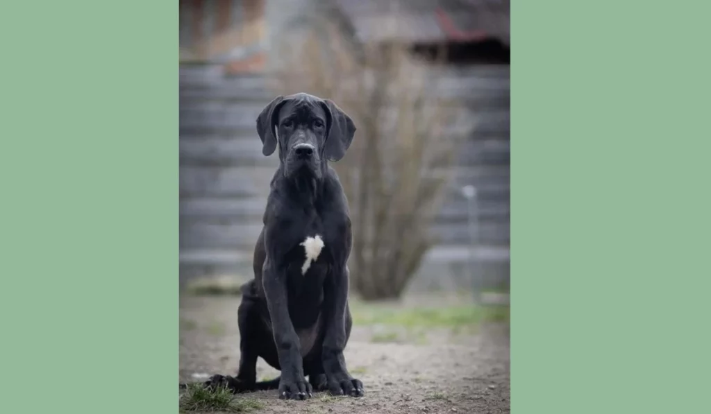 black great Dane dog