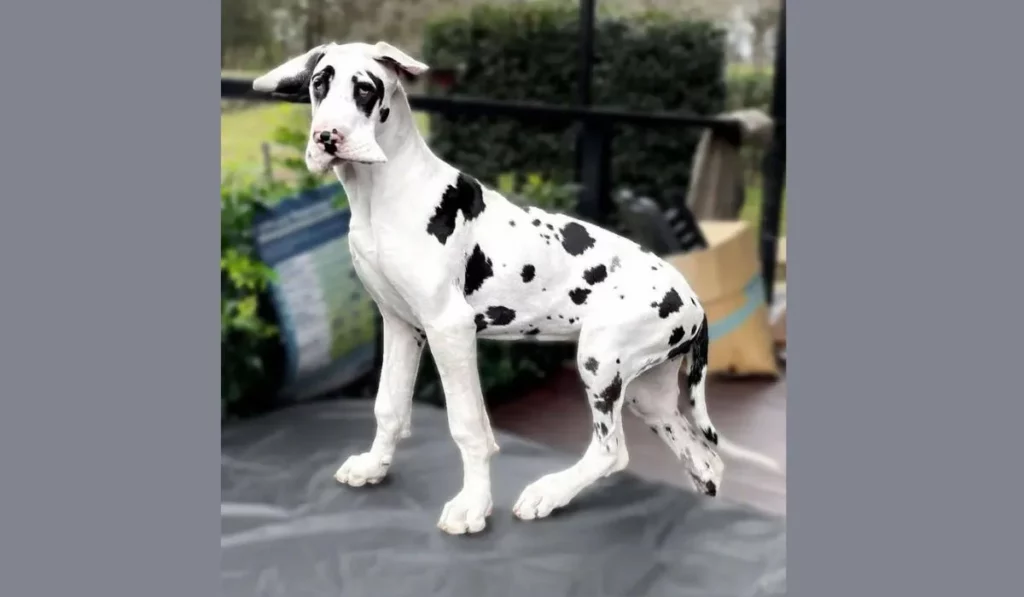 black and white great dane puppy