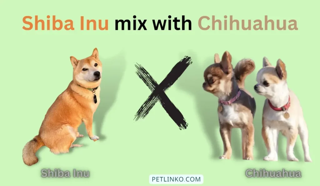Chihuahua and shiba inu mix