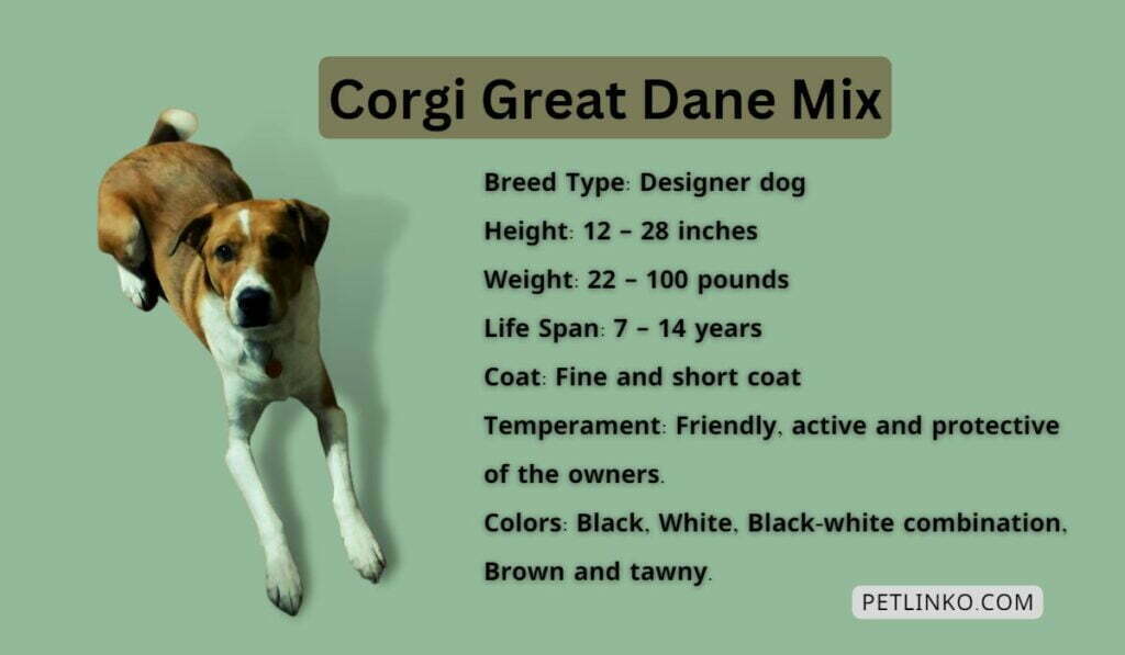 corgi great dane mix facts