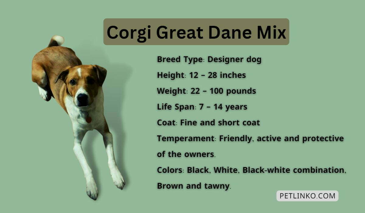 great dane mixed with corgi