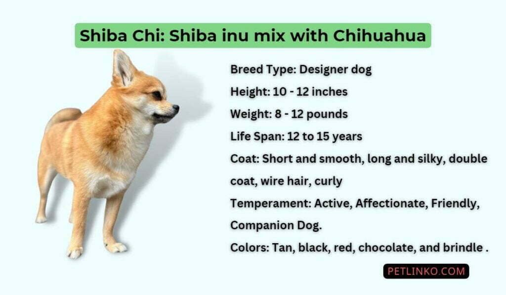 Chihuahua Shiba Inu Mix puppy facts