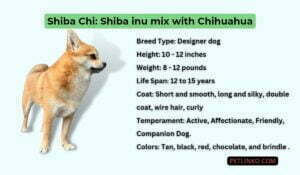 shiba inu mix with chihuahua