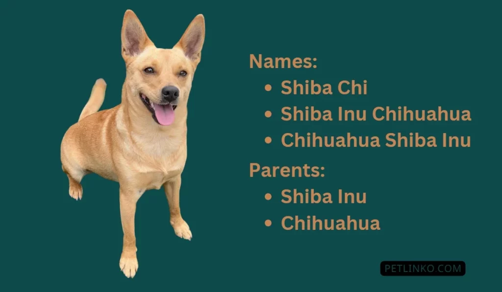 shiba inu mix with chihuahua info and pic