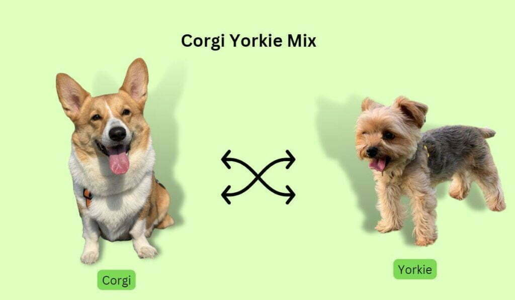 Corgi Yorkie mix facts