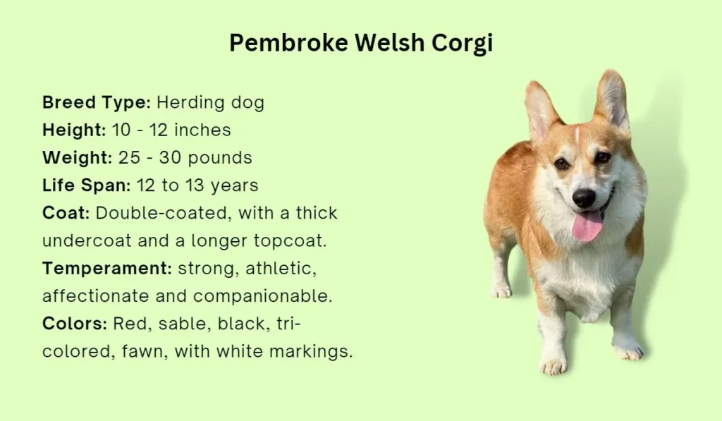 Pembroke Welsh Corgi facts