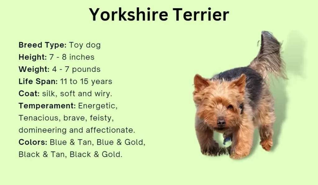 Yorkie mix facts